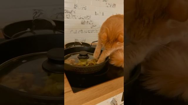 Белорусские коты