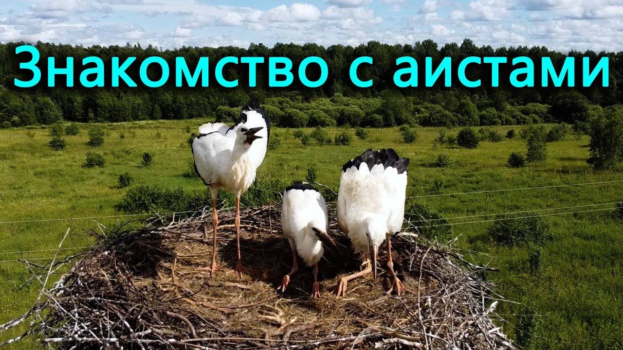 Знакомимся с аистами поближе