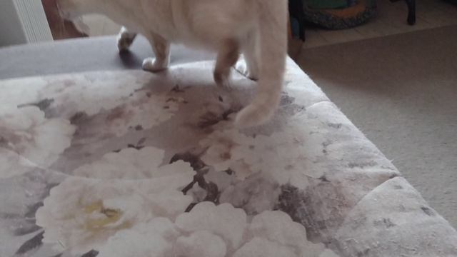 Маленькие тайские котята