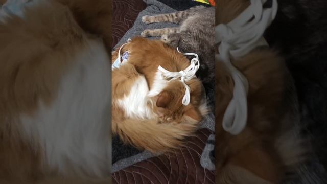 Стих. Кошка скучает