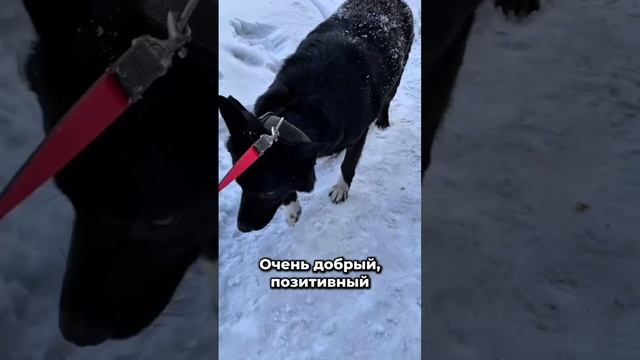 Янтарные глазки, без сомнения, влюбят Вас! | Черныш