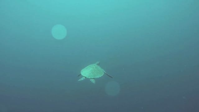 Relaxing Music with Sea Turtles