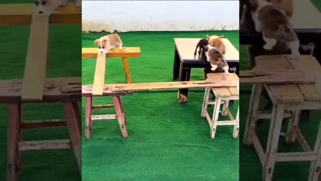 Квест для собачек