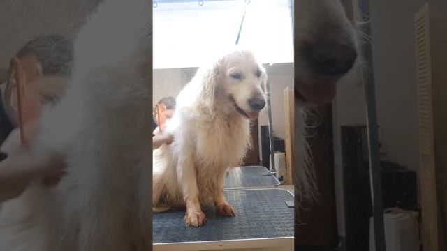 Чича grooming studio Самара