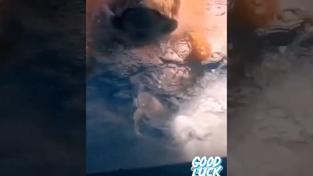 морская черепаха /рыбка клоун.