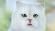 PURINA GOURMET Soup jetzt gratis testen!