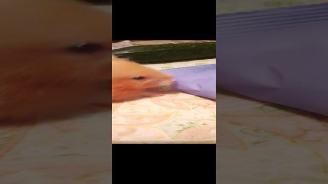 Кафеня открывает пельмени