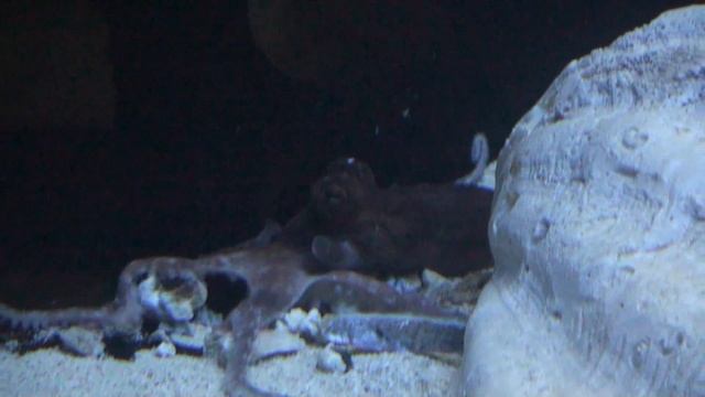 OCTOPUS VULGARIS