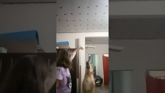 СИМБА ТЫ ЧЁ