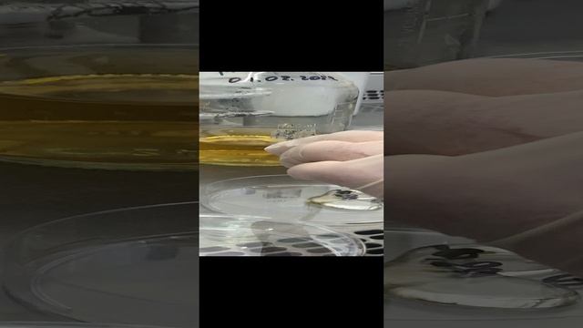 Исследование рыбы 4