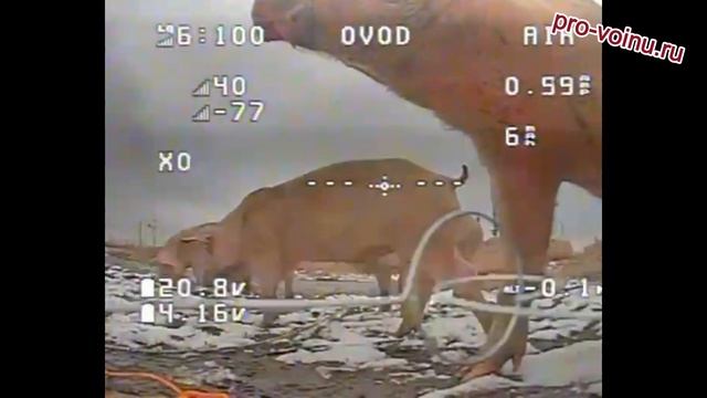ДРГ всу на позиции Российских операторов FPV-дронов.
