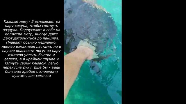 Caretta Caretta !Большие черепашки в Алании.Турция