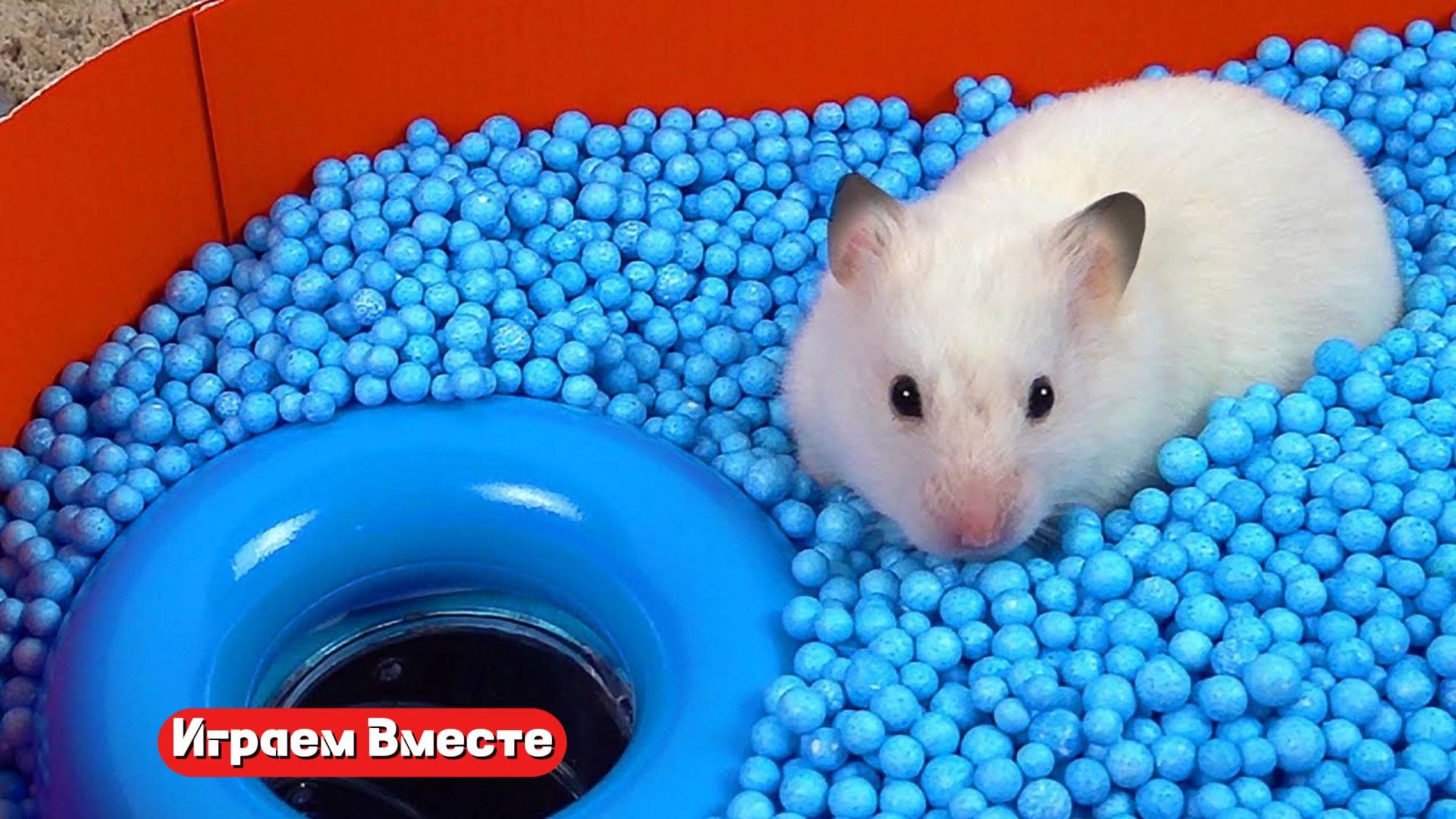 Хомяк попал в СЛОЖНЫЙ ЛАБИРИНТ ДЛЯ ДОМАШНИХ ЖИВОТНЫХ !