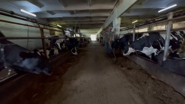 Увеличили доход на 100 тысяч рублей в день с 1100 голов с новым кормораздатчиком Celikel