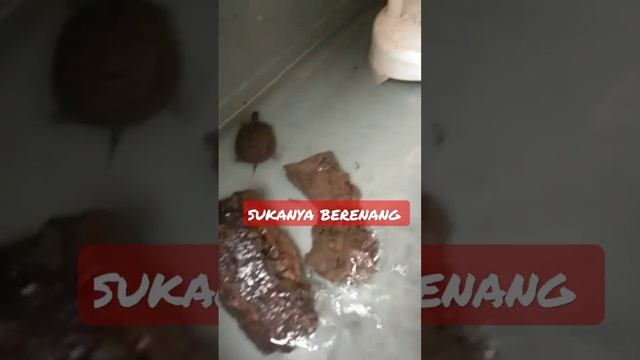 baby kura kura lagi berenang
