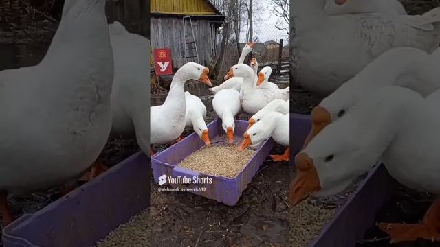 Гуси Линда на овсяной диете перед откладыванием яиц