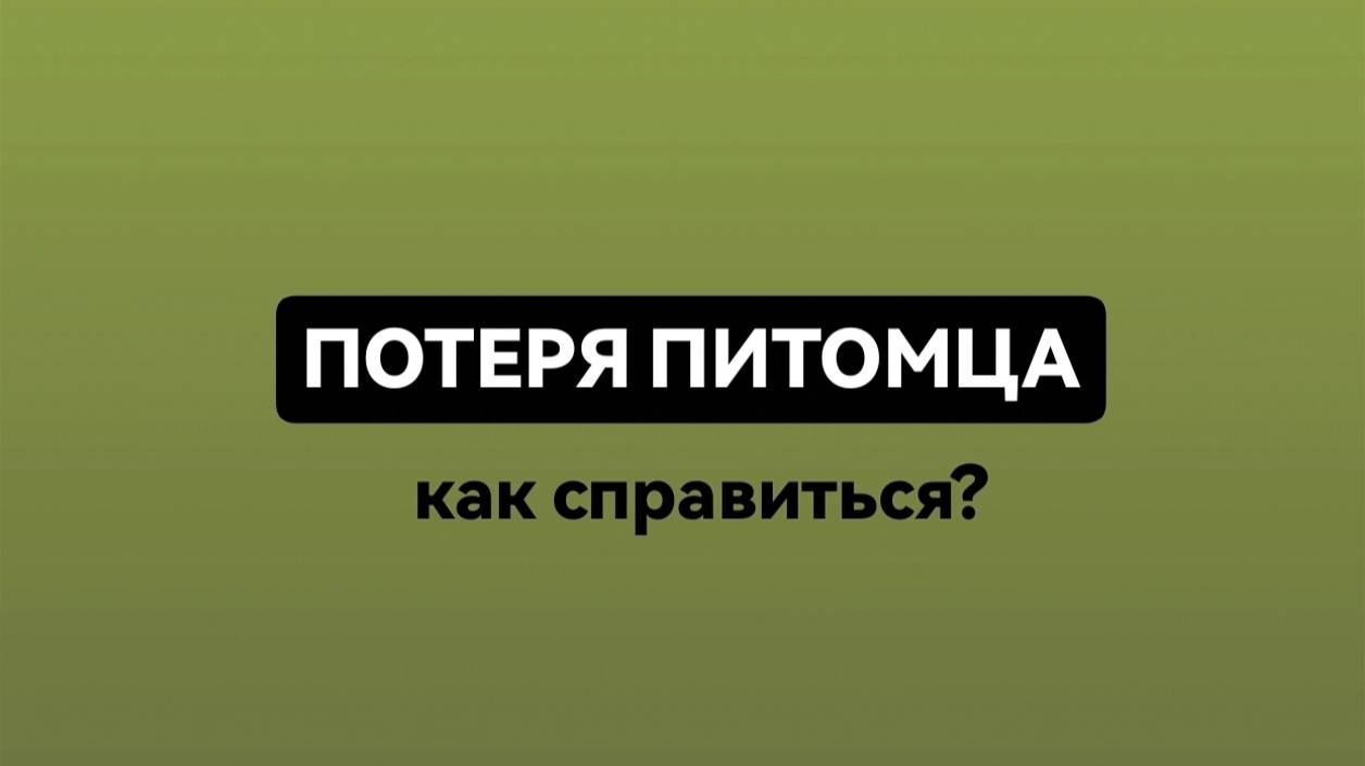 Потеря питомца: как справиться?