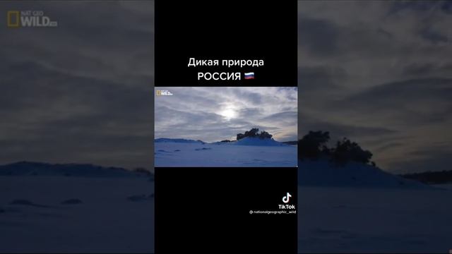 Дикая природа