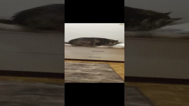 Услада пытается открыть покупку