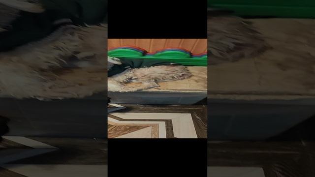Обыскалась Степашку. А он в это время...