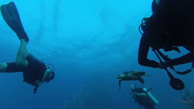 Diving Similan Islands Visit of a Green Sea Turtle