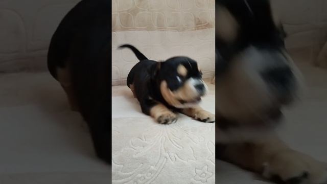 petal_20241204_193903.mp4