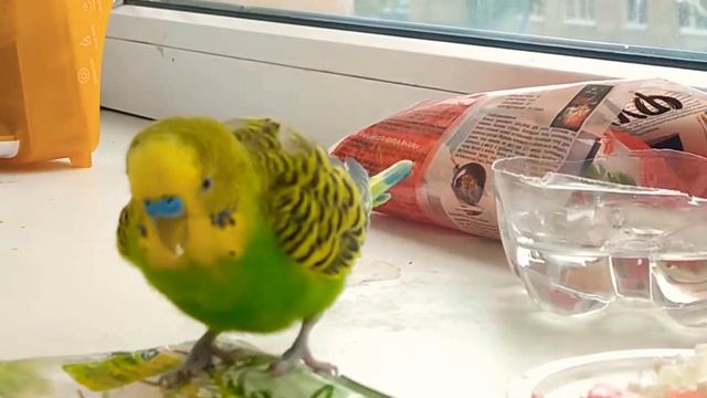 Волнистый попугай: Первый день в гостях... / Budgerigar: First day away ...