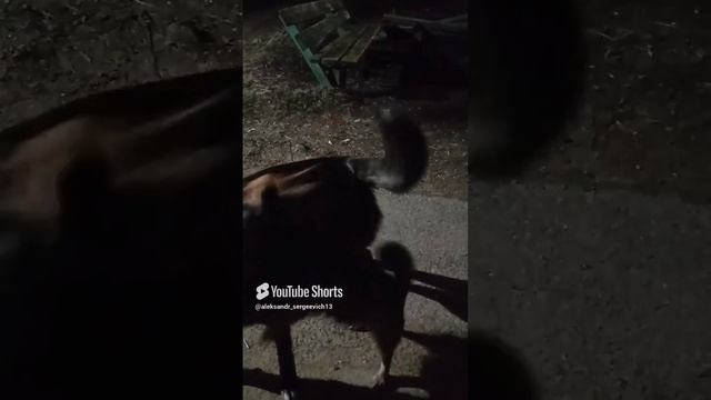 Когда кавалер слишком маленький...