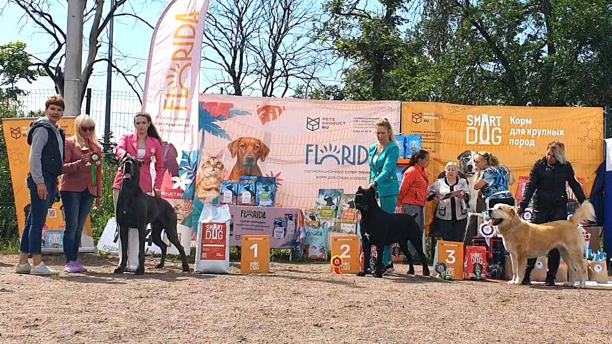 06.07.2024, СПб. Клуб "Фортуна-2", СПб. Выставка собак CAC 2 группы FCI