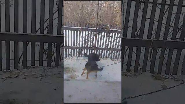 с.Тишинка