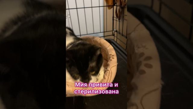 Мия ищет дом