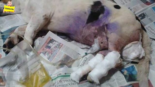 Dog videos 💔 It Took Weeks For People To Finally Help This Dog 👏 Aww Animals 💔