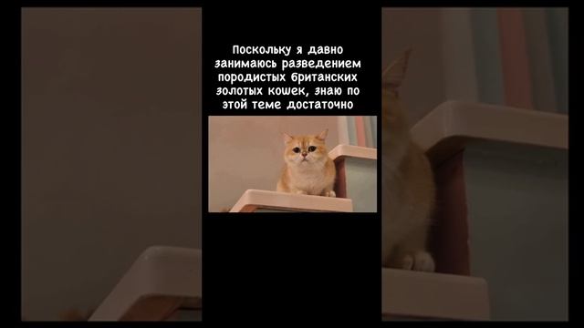 Кото-теле-звезды