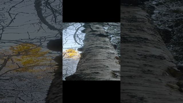 отличие капа и сувеля