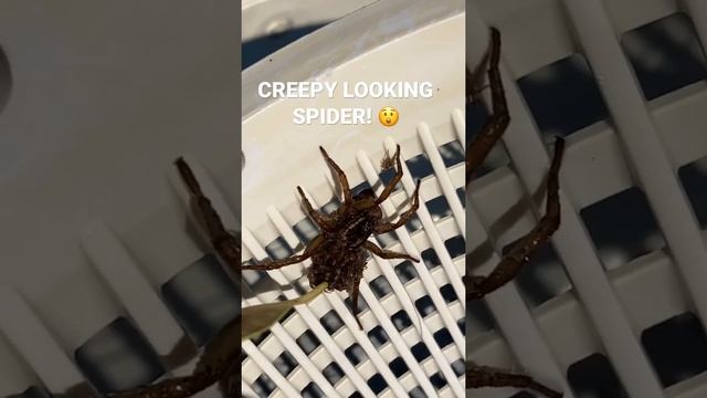 CREEPY LOOKING SPIDER!