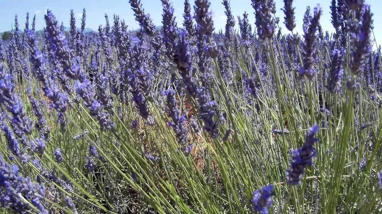 Прованс, Вердонское ущелье и лавандовые поля