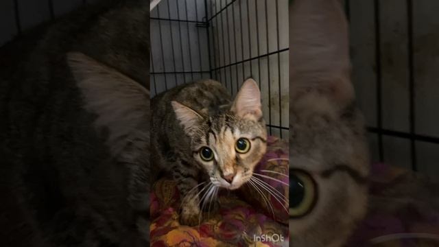 Уфка ищет дом