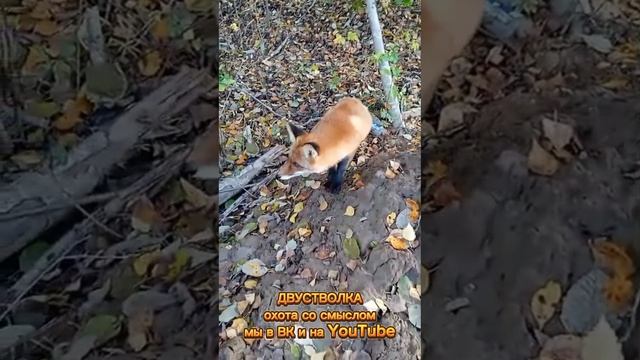 Лиса Алиса. Охота без  трофеев.