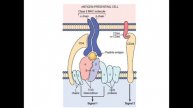immunology part 2