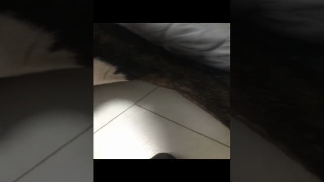 Тэя ладиться  спать 🛌