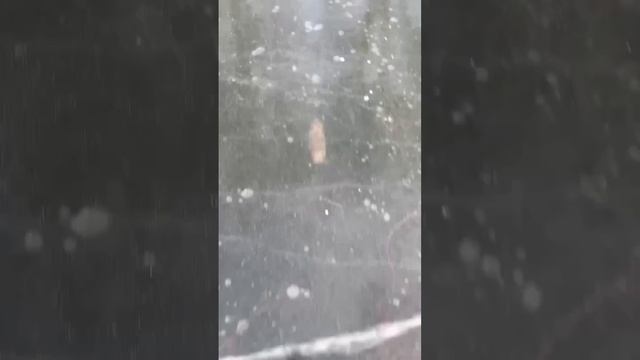 Видео для тех, кто не знает как передвигается под водой ондатра