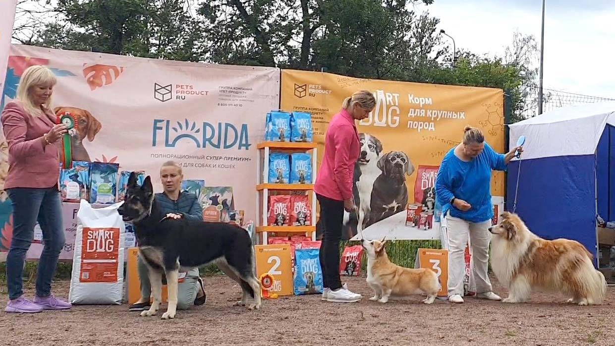 06.07.2024, СПб. Клуб "Фортуна-2", СПб. Выставка собак CAC 1 группы FCI