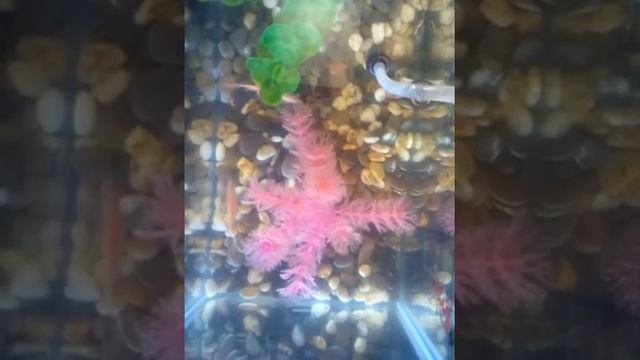 Рыбки Гуппи🐟