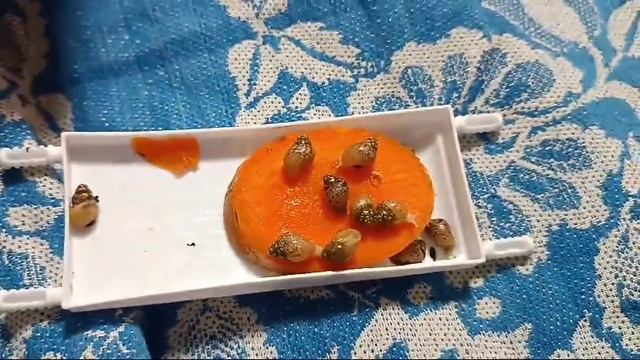 реклама. прикол с улитками кто хочет забирайте