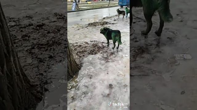 зелёные собаки Волгоград