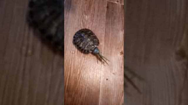 Как черепаха ест большого кузнечика 🧐