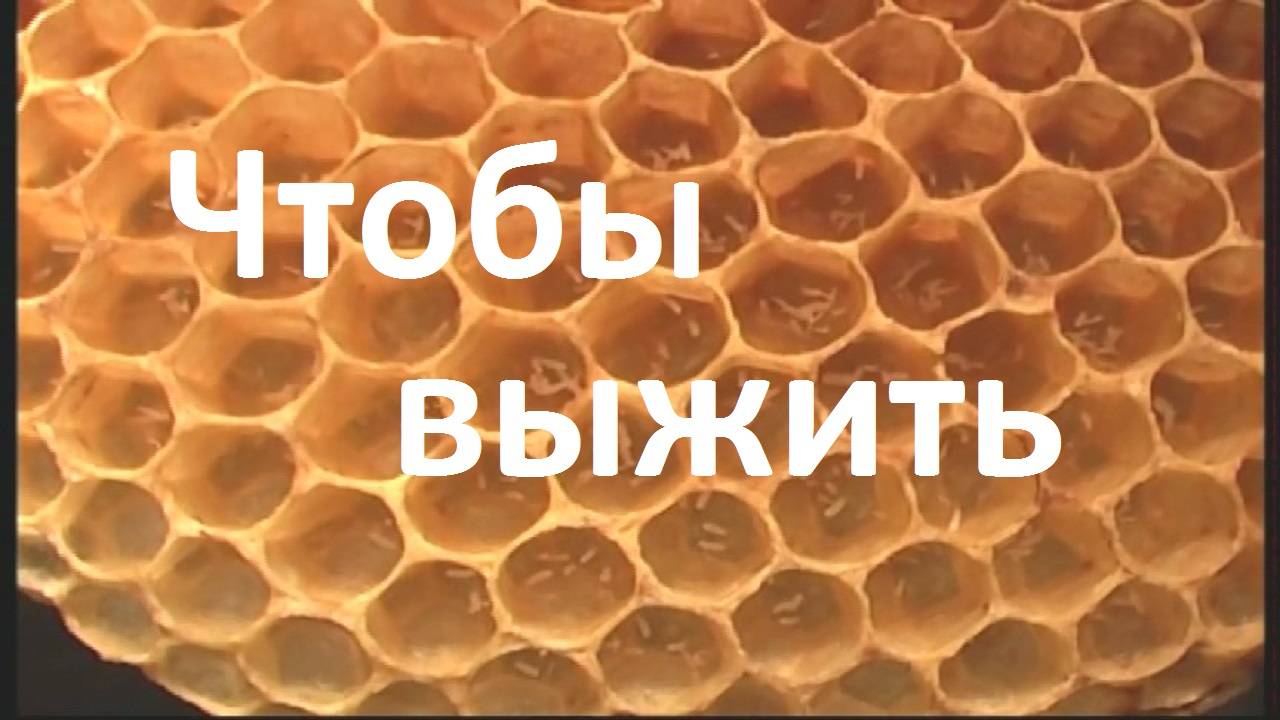 Пчелы-трутовки используют последний шанс, чтобы выжить