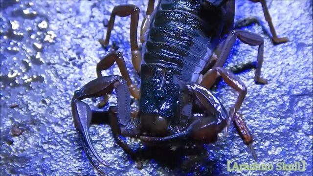 Centruroides gracilis grooming behavior