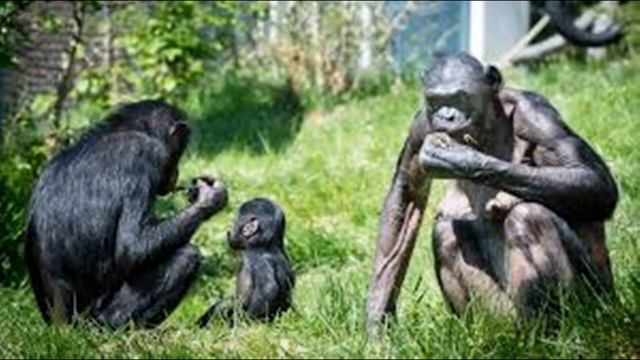 I'm Gonna Be a Bonobo