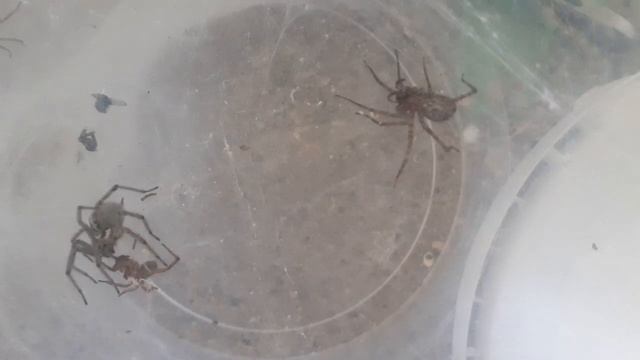 Agelena labyrinthica vs паук волк (WOLF SPADER)